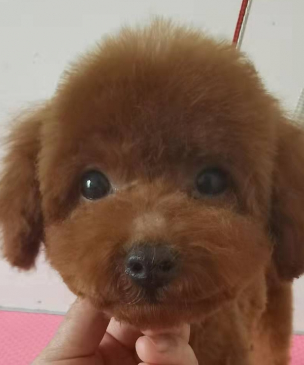 张逗逗是个女孩子