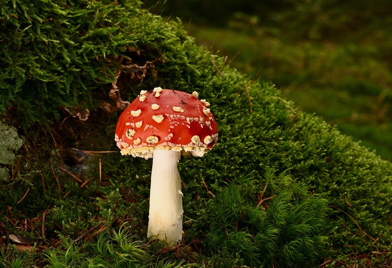 Free Mushroom Toadstool photo and picture